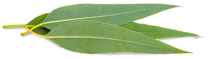eucalyptus