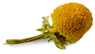 chamomile
