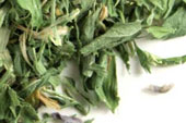 Alfalfa leaf, c/s  Organic image