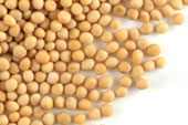 Mustard seed, yellow whole Organic image