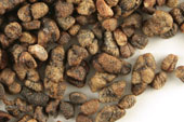 Cardamom (decorticated), whole Organic image